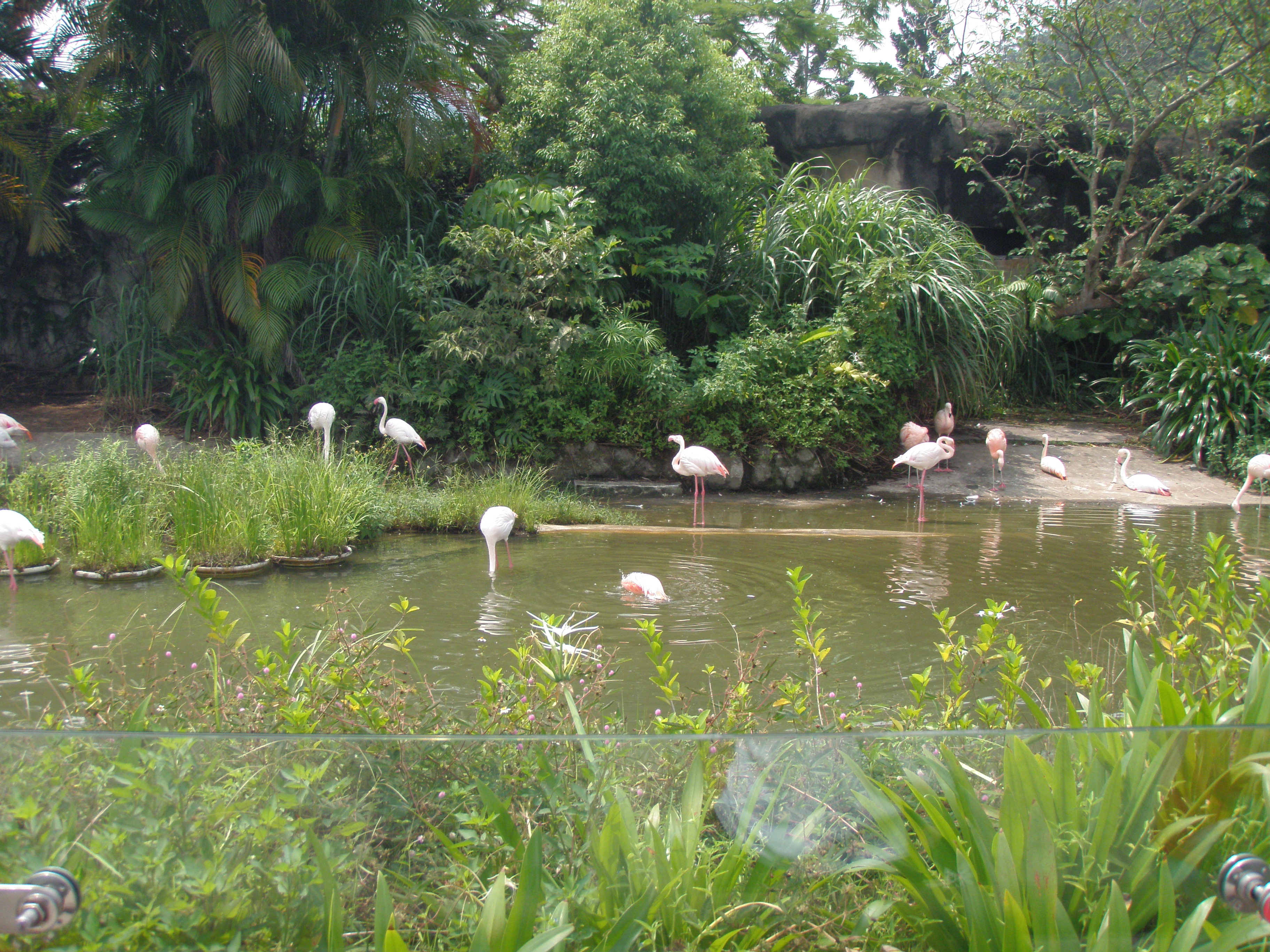 Taipei zoo - Flamingos